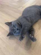 **Brits korthaar kittens**, Dieren en Toebehoren, Kater, Ontwormd, 0 tot 2 jaar