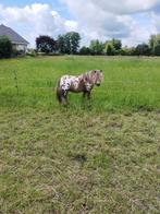 Appaloosa shetlanders te koop, Dieren en Toebehoren, Pony's, 0 tot 2 jaar, A pony (tot 1.17m), Gechipt, Meerdere dieren