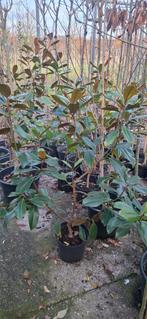 Magnolia grandiflora 'nannetensis', Ophalen, Lente, Volle zon, Overige soorten