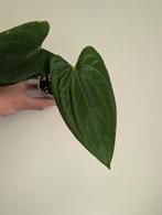 Anthurium Dark Phoenix x RLFS, Huis en Inrichting, Ophalen of Verzenden, Halfschaduw, Minder dan 100 cm