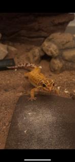 Luipaard gekko vrouw, Hagedis, Met terrarium, 0 tot 2 jaar