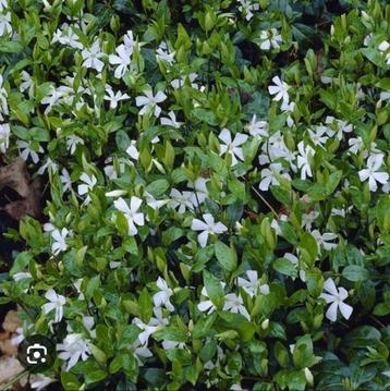 3 soorten vinca, bodembedekker, wit, blauw en paars beschikbaar voor biedingen