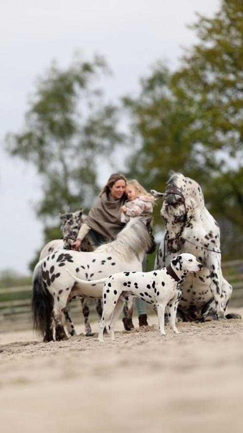 Dalmatier dekreu Jack, gouden karakter HD-ED_Rug + gehoor n, Dieren en Toebehoren, Honden | Dekreuen, Reu, Particulier, Eén hond