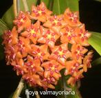 Hoya valmayoriana met pendule, Overige soorten, In pot, Minder dan 100 cm, Bloeiende kamerplant