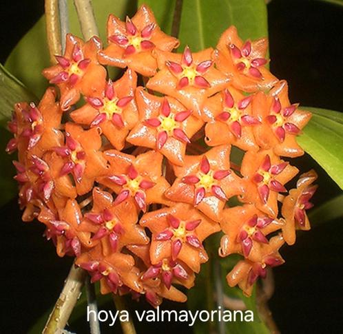 Hoya valmayoriana met pendule, Huis en Inrichting, Kamerplanten, Overige soorten, Minder dan 100 cm, Bloeiende kamerplant, Halfschaduw
