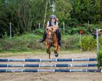 Sportieve en betrouwbare welsh b-pony, Dieren en Toebehoren, Dressuurpony, 3 tot 6 jaar, L, B pony (1.17m tot 1.27m)