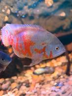 Albino pauwoog, Dieren en Toebehoren, Vissen | Aquariumvissen, Vis