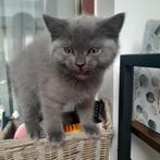 Britse korthaar kittens mogen al de nest verlaten, Dieren en Toebehoren, Katten en Kittens | Raskatten | Korthaar, Meerdere dieren