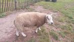 Anderhalfjaar oude Texeler ram te koop., Dieren en Toebehoren, Schapen, Geiten en Varkens, Mannelijk, Schaap