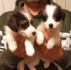 Jack russell pups met stamboom!!, Dieren en Toebehoren, Jack Russell Terriër, 8 tot 15 weken, CDV (hondenziekte), Meerdere