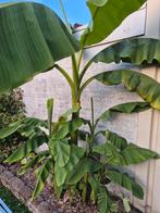 Musa basjoo bananenplant, Ophalen, Vaste plant, Volle zon