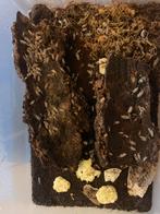 Porcellionides pruinosus red koi, Dieren en Toebehoren, Insecten en Spinnen, Overige soorten