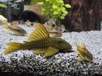 Corydora gold lazer, Dieren en Toebehoren, Vissen | Aquariumvissen, Vis