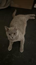 Britse korthaar kittens smoked, Dieren en Toebehoren, Katten en Kittens | Raskatten | Korthaar, Meerdere dieren, Ontwormd, 0 tot 2 jaar