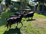 te koop 4 stamboek dwerggeiten, Dieren en Toebehoren, Schapen, Geiten en Varkens, Vrouwelijk, Geit