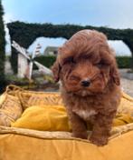 Maltipoo pups, Dieren en Toebehoren, Honden | Chihuahua's en Gezelschapshonden, Nederland, Overige rassen, 8 tot 15 weken, Meerdere