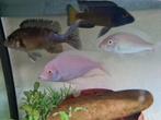 Albino Dolfijn Cichliden, Albino Cyrtocara Moorii Malawi, Dieren en Toebehoren, Vissen | Aquariumvissen, Vis, Zoetwatervis