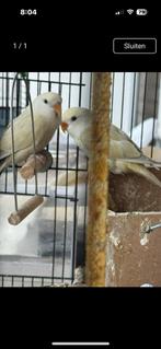 Agapornis rosicolis, Dieren en Toebehoren, Dwergpapegaai of Agapornis