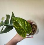 Epipremnum Cintho Goldfinger stek, Ophalen of Verzenden, Minder dan 100 cm