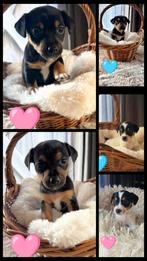 4 Prachtige Jack Russell Pups, Dieren en Toebehoren, Jack Russell Terriër, Rabiës (hondsdolheid), 8 tot 15 weken, Meerdere