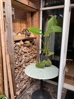Grote olifantsoor plant alocasia, Huis en Inrichting, Kamerplanten, Ophalen, Halfschaduw, Minder dan 100 cm