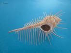 Schelpen: Muricidae, Coralliophiliidae, Ranellidae, Verzenden, Schelp(en)