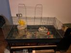 Caviaspullen GRATIS, Hok, Cavia, Ophalen, Minder dan 60 cm