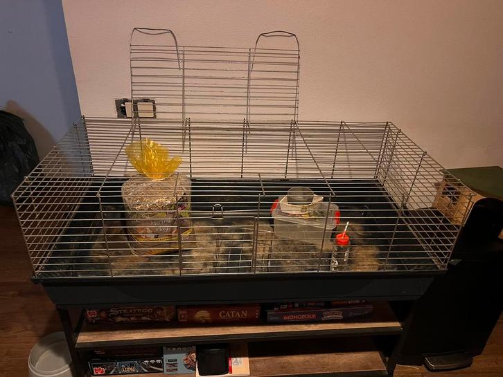 Caviaspullen GRATIS, Dieren en Toebehoren, Knaagdieren en Konijnen | Hokken en Kooien, Gebruikt, Hok, Minder dan 60 cm, 110 cm of meer