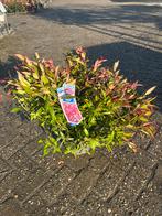 Leucothoe 'Zeblid' - Sierheester met opvallend blad!, Tuin en Terras, Vaste plant, Bloeit niet, Halfschaduw, Ophalen