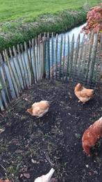 Wyandotte buff columbia kriel hennen te koop, Dieren en Toebehoren, Pluimvee, Vrouwelijk, Kip