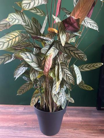  Calathea – 1,25m hoog mét pot  beschikbaar voor biedingen