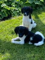 Prachtige BORDER COLLIE X FRIESE STABIJ pups, Dieren en Toebehoren, Honden | Niet-rashonden, CDV (hondenziekte), Meerdere, 8 tot 15 weken