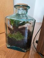 The Green Bottle Garden Terrarium, Ophalen, Overige soorten, Halfschaduw, In pot