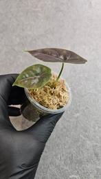 Alocasia Azlanii, Ophalen of Verzenden, Halfschaduw, Minder dan 100 cm