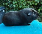 Zwart gladhaar beertje, Mannelijk, Cavia, Voor 1 juli 2024, Tam