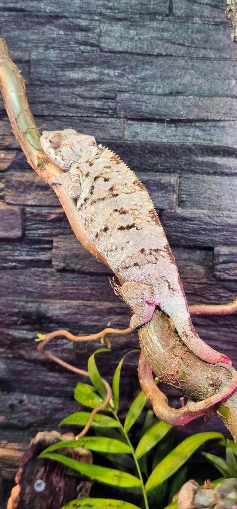 0.1 (vrouwelijk) furcifer pardalis ambilobe blue bar