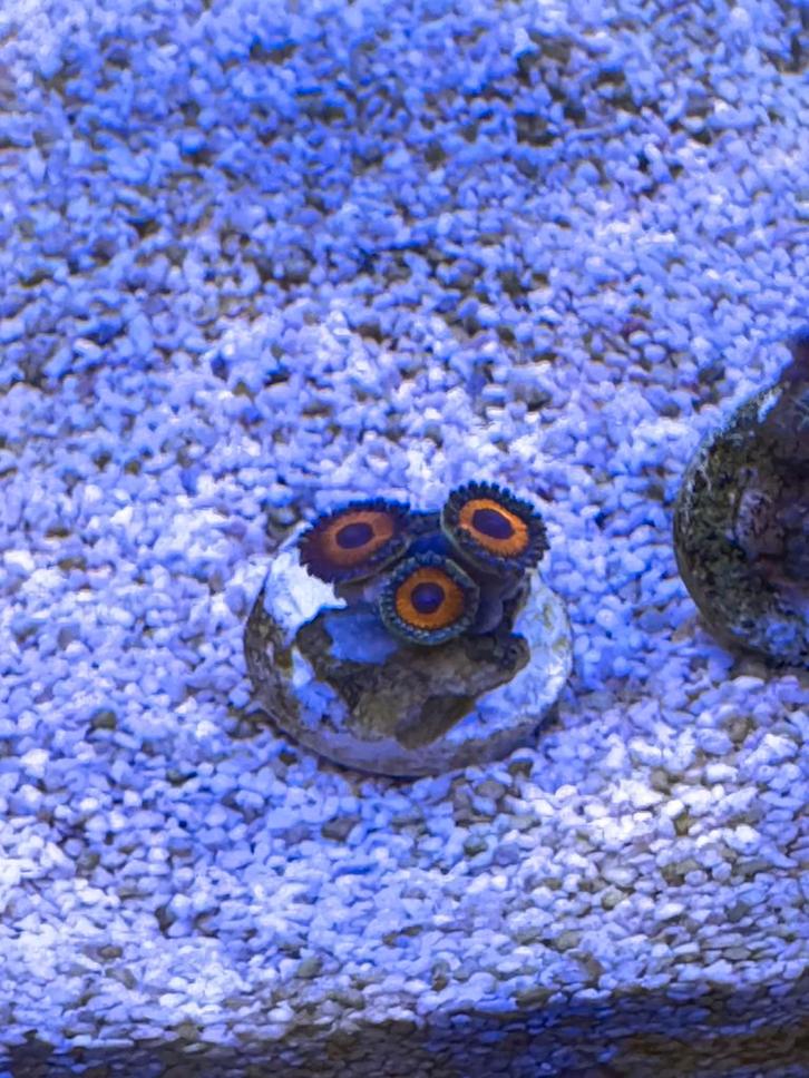 Koraal stekken 4st. Zoanthus(2), Sterpoliep, Paddo, Dieren en Toebehoren, Vissen | Aquariumvissen, Overige typen