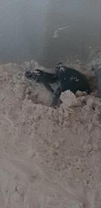 Muskus waterschildpadden kweek groep, Dieren en Toebehoren, Reptielen en Amfibieën, Schildpad, 0 tot 2 jaar