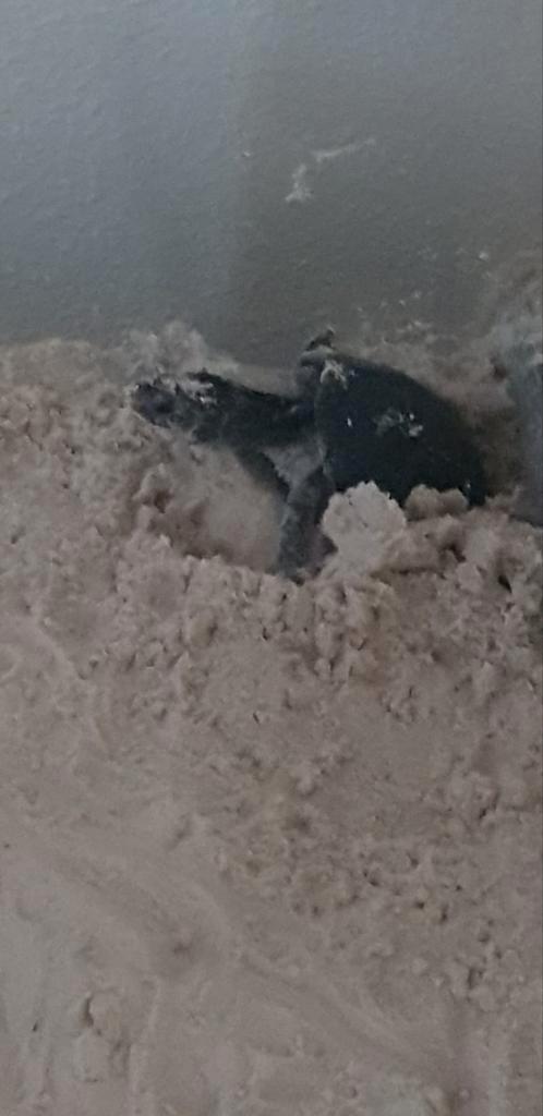 Muskus waterschildpadden kweek groep