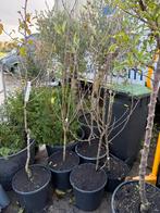 Fruit boompjes 3 appel 1peer laagstam potgekweekt 19,95, Ophalen, Lente, Volle zon, In pot