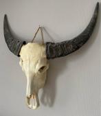 Grote Waterbuffel Schedel, Ophalen, Zo goed als nieuw