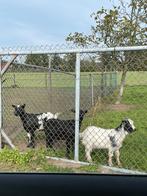 Geiten Dwerggeiten Geit, Dieren en Toebehoren, Vrouwelijk, Geit