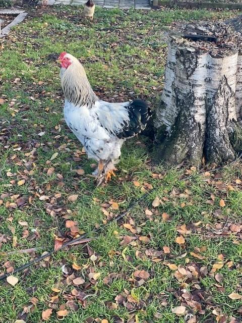 Prachtige witte Brahma Haan, Dieren en Toebehoren, Pluimvee, Kip, Mannelijk