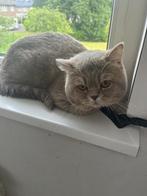 Vermiste britse korthaar wordt gezocht!, Dieren en Toebehoren, Kater, 0 tot 2 jaar