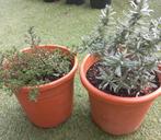 Tijm en echte lavendel. Inclusief pot. Mag ook zonder, Tuin en Terras, Planten | Tuinplanten, Ophalen, Overige soorten, Volle zon