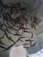 Levend aas. Voorn/platter, Ophalen of Verzenden, Overige typen