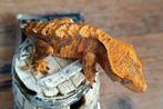 Wimpergekko tigerpatroon, Dieren en Toebehoren, Hagedis, 0 tot 2 jaar