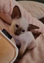 Oosterse korthaar kittens siamese, Dieren en Toebehoren, Katten en Kittens | Raskatten | Korthaar, Meerdere dieren