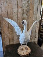 opgezette gans ``WOONWINKEL RUSTIEK``, Verzamelen, Dierenverzamelingen, Ophalen, Vogel, Opgezet dier