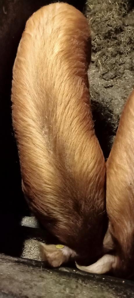 Te koop Tamworth varken 1 jaar fok of diepvries € 4,95 p kg., Dieren en Toebehoren, Schapen, Geiten en Varkens, Varken, Meerdere dieren